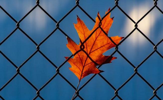 Orange leaf on chainlink fence